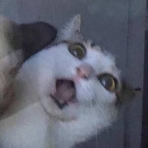 Meet your Posher, Dusty